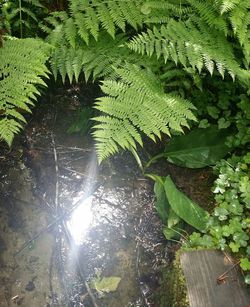 Leaves in pond