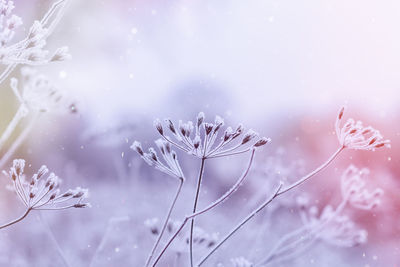 Close-up of frozen plant