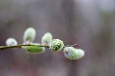 Close-up of plant with buds