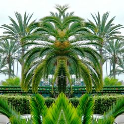 Palm trees against sky