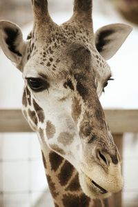 Close-up of giraffe