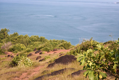 High angle view of trees on beach