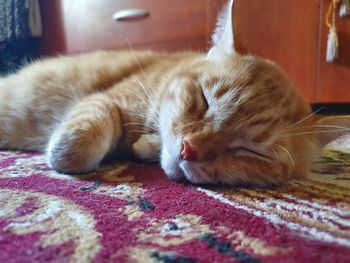 Close-up of cat sleeping