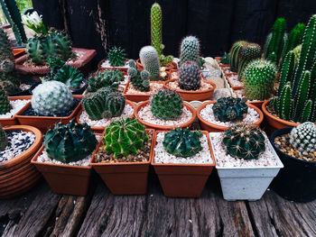 Cactus on wooden background, cactus in pot background