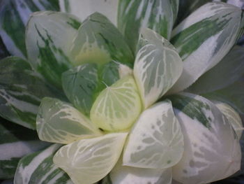 Full frame shot of white flowering plant