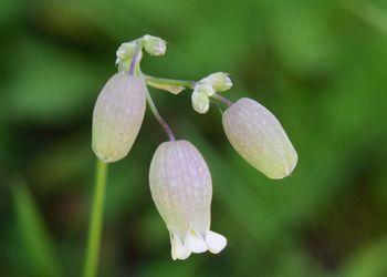 Close-up of raindrops on flower buds