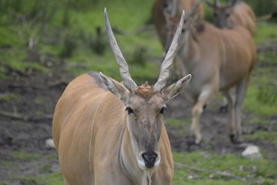 Deer in a field