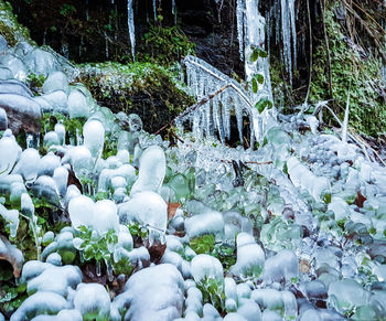 Snow covered plants and trees in forest