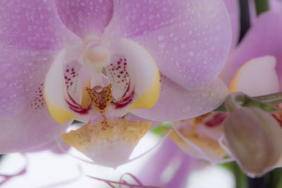 Macro shot of pink orchid