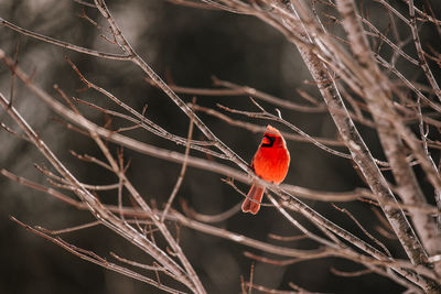 Male cardinal perched on a tree branch