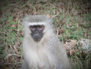 Portrait of monkey sitting outdoors