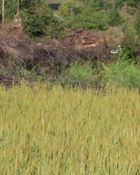 Scenic view of field