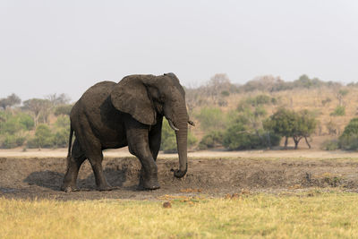 Elephant in a field