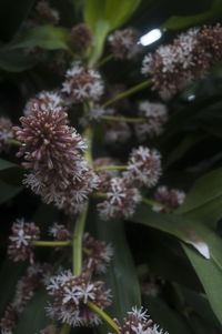 Close-up of pink flower