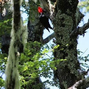 Low angle view of birds perching on branch