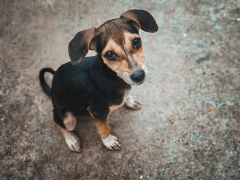 Animal outdoor - a little dog sitting on the street. street dog portrait.