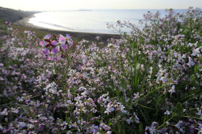 Close-up of pink flowering plants by sea