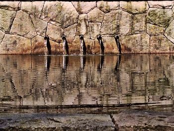 Reflection of trees in water