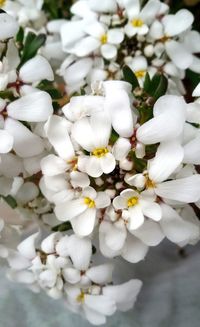 Close-up of white flowers blooming outdoors