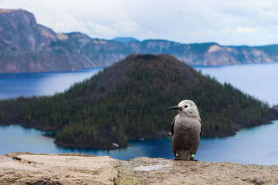 Bird perching on rock by lake against sky