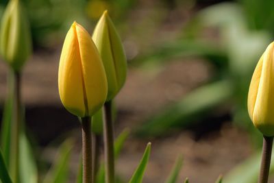 Close-up of yellow flowering plant