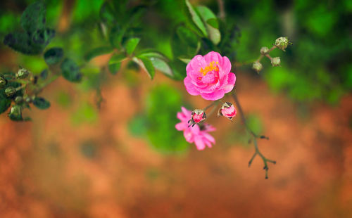 Close-up of pink flowering plant