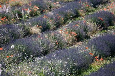 High angle view of plants