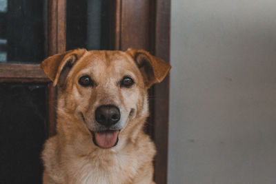 Portrait of dog looking at camera