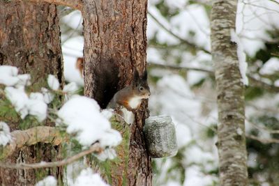 Close-up of squirrel during winter