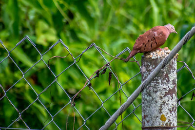 Bird perching on a fence