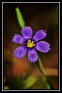 Close-up of purple flower