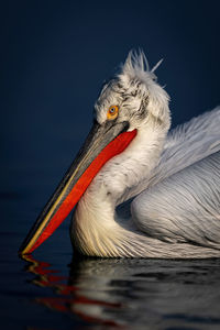 pelican