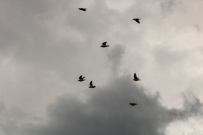 Low angle view of birds flying in sky