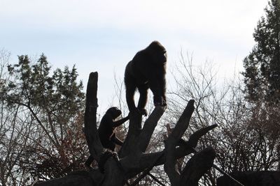 Low angle view of cat on tree against sky