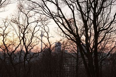 Low angle view of bare trees against sky