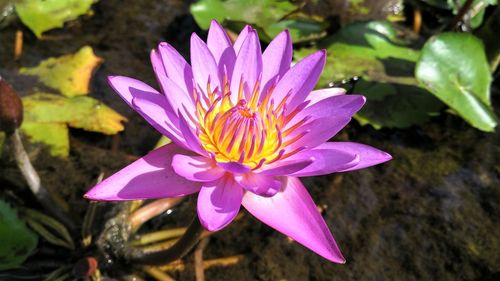 Close-up of pink flower