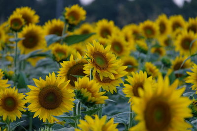 Close-up of yellow flowering plants on field