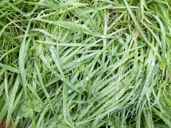 Full frame shot of fresh green grass