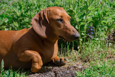 Dog sitting on field