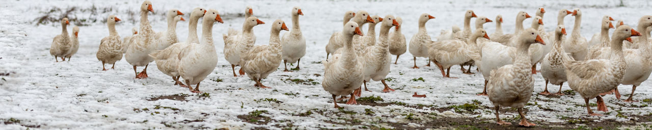 View of birds on snow covered land