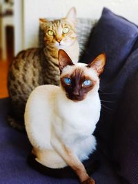 High angle view of cats sitting on sofa at home