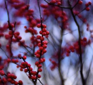 Low angle view of berries on tree