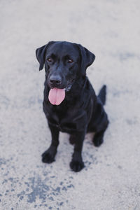 Portrait of black dog