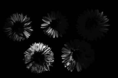 Close-up of dandelion against black background