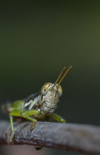 Close-up of insect