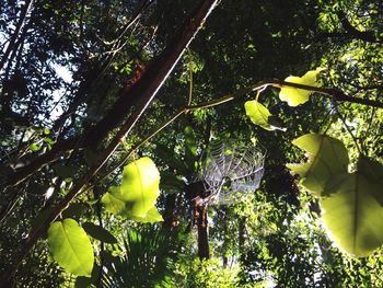 Low angle view of trees