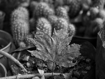 Close-up of maple leaf