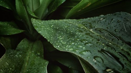 Dew drops on leaves