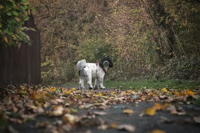 Dog standing in a forest