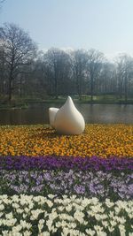 Close-up of yellow flowers growing in park